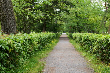 Fototapeta premium 舗装された道