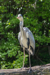 Reiher auf Baumstamm - Fischreiher