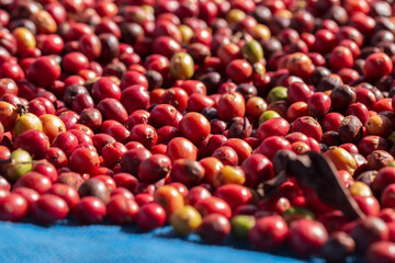 Coffee beans drying in the sun. Coffee plantations at coffee farm