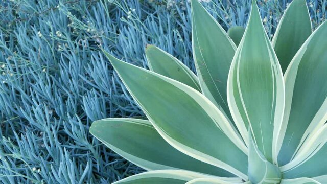 Blue agave leaves, succulent gardening in California, USA. Home garden design, yucca, century plant or aloe. Natural botanical ornamental mexican houseplants, arid desert floriculture. Calm atmosphere