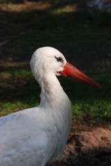 cigogne