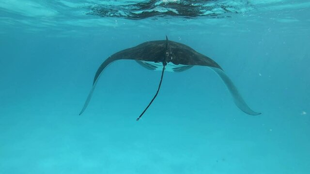 ein riesiger Manta (Manta Rochen) schwimmt direkt vor der Kamera