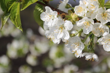 Obraz premium russian nature, flowers, cherries, nature, landscape, trees ,green grass, all the most beautiful things in life.