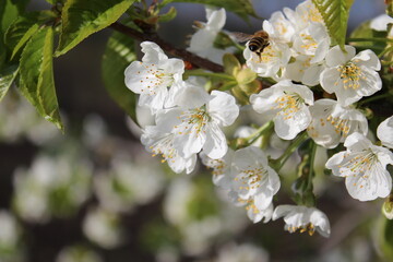 russian nature, flowers, cherries, nature, landscape, trees ,green grass, all the most beautiful things in life.
