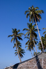 Fototapeta na wymiar Coconut Tree at Sawarna Beach