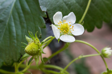 家庭菜園のイチゴの花