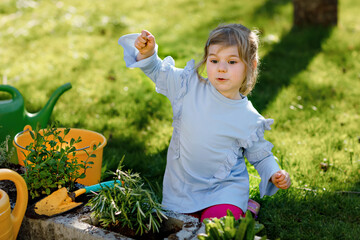 Adorable little toddler girl holding garden shovel with green plants seedling in hands. Cute child learn gardening, planting and cultivating vegetables herbs in domestic garden. Ecology, organic food.