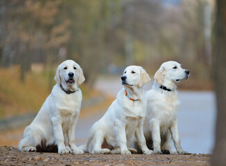 Cute young golden retriever dogs