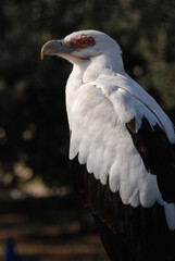 rapace