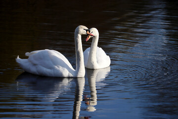 Couple of white swans swimming on a lake, reflection on water surface. Romantic scene, concept of love and loyalty