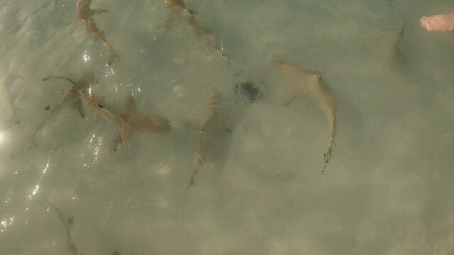 viele Schwarzspitzen-Riffhai jagen im flachen Wasser nach Nahrung