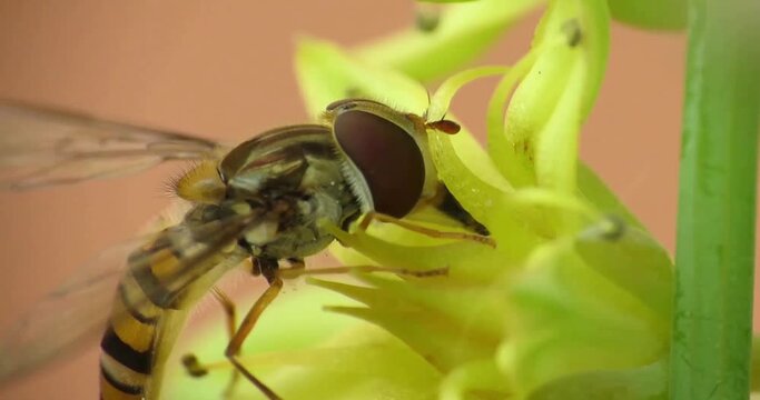 Syrphidae