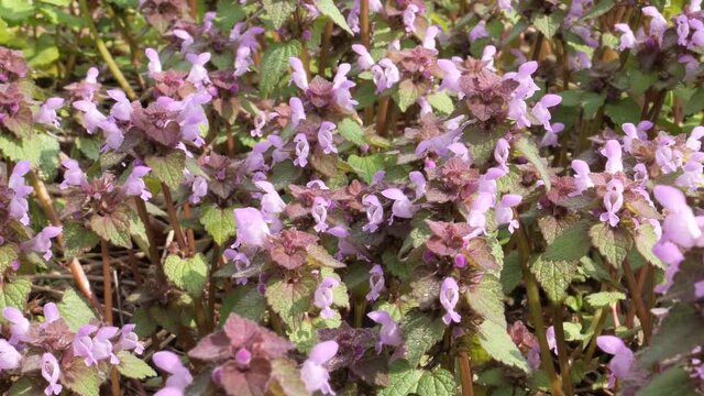 first spring purple beautiful flowers lungwort in the meadow