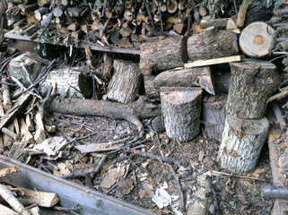 These are amazing animals. Ashnye pets