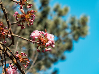 Close-up of a pink cherry blossom with blue background during spring.