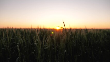 A field of ripening wheat in morning at sunrise. Spikelets of wheat with grain shakes wind. Grain harvest ripens in summer at dawn of sun. Agricultural business concept. Environmentally friendly wheat