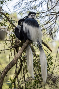 Colobus Affe