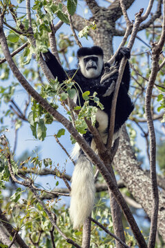 Colobus Affe