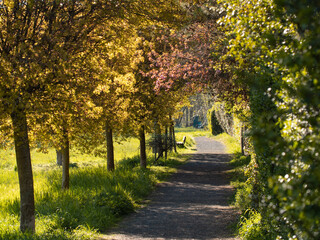 Gravel path with trees and bushes during spring.