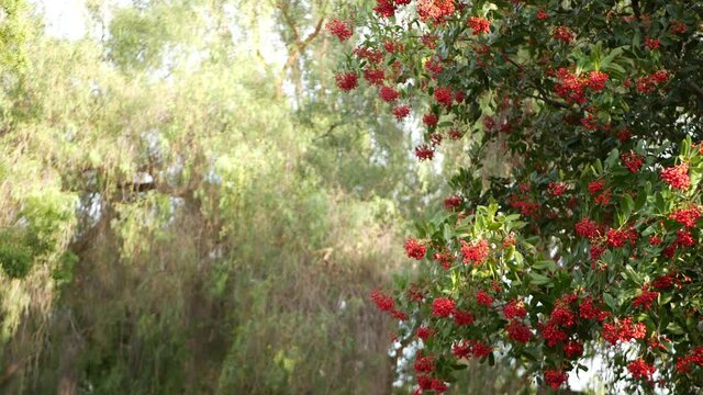 Red berries on tree, gardening in California, USA. Natural atmospheric botanical close up background. Viburnum, spring or fall morning garden or forest, fresh springtime or autumn flora in soft focus.
