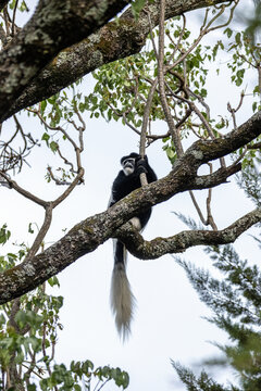 Colobus Affe
