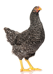 one black chicken isolated on white background, studio shoot