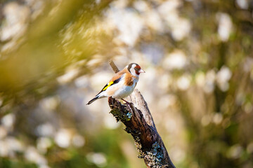 European goldfinch bird on a twig