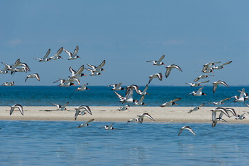 flock of seagulls on the beach - Scholekster