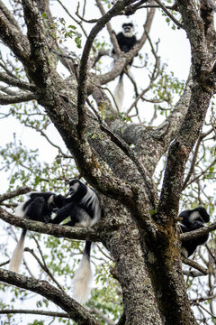 Colobus Affe