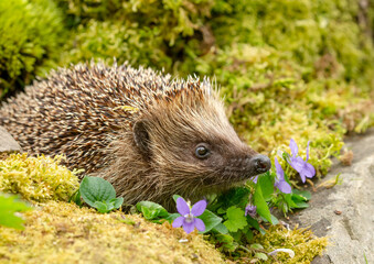 Hedgehog in springtime, , wild, free roaming hedgehog, taken from within a wildlife hide to monitor the health and population of this favourite but declining mammal, copy space