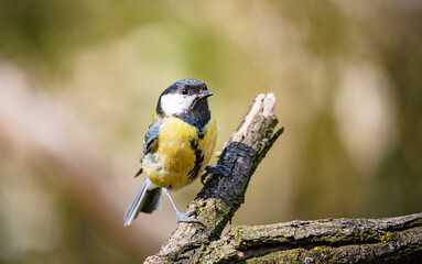 Great tit sitting on a twig