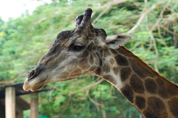 Get close to the giraffe's face