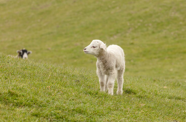Cute little Lamb, stood alone and looking for her mum with a very worried face.  Mum is a Swaledale ewe and is in the background checking her lamb is okay.  Horizontal.  Space for copy.