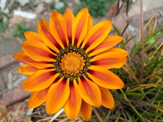 orange flower in the morning