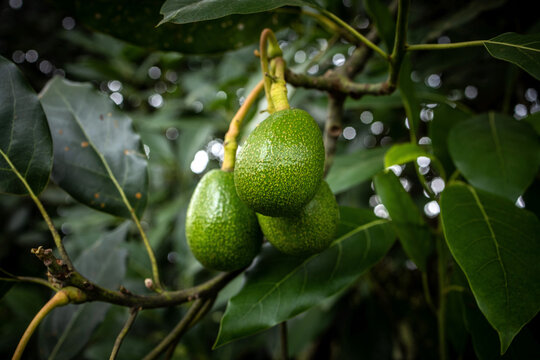 Avocadobaum mit Avocadofr&uuml;chten