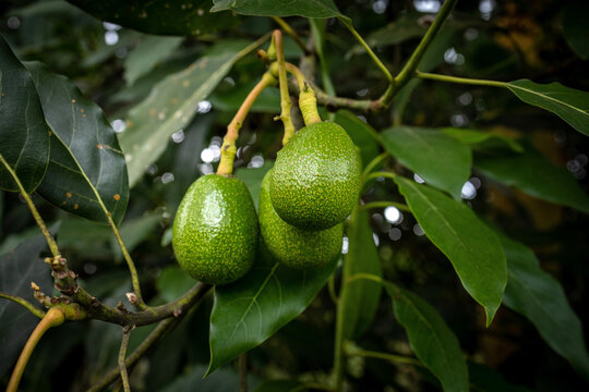 Avocadobaum mit Avocadofr&uuml;chten