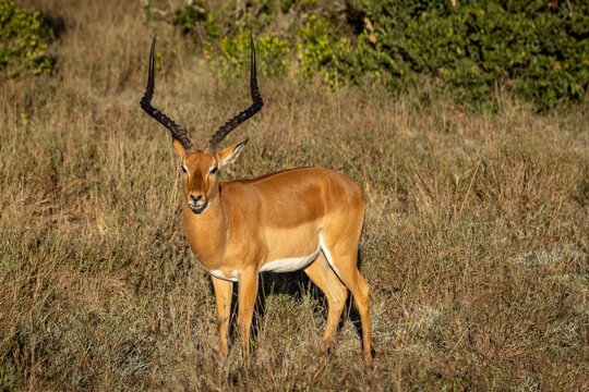 Impala M&auml;nnchen
