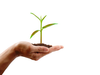Hand holding a small tree on white background with clipping path. save the earth concept.