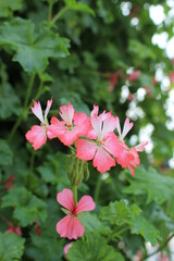 Close-up White and pink Ivy Geraniums