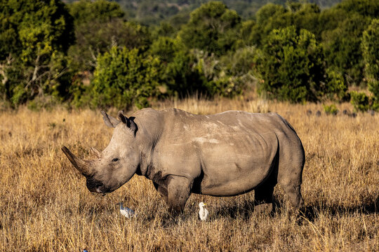 Breitmaulnashorn, Wei&szlig;es Nashorn