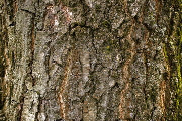 Wood bark the rough texture of the tree trunk,. horizontal natural background