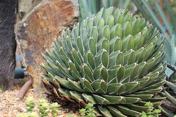 Queen victoria agave in the garden