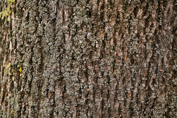 Wood bark the rough texture of the tree trunk,. horizontal natural background