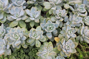 Top View of Echeveria Elegans succulent Plants