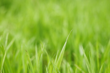 green blurred background, natural grass background
