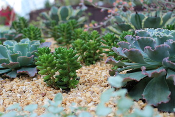 Pigmyweeds Plants and Echeveria 'Mauna Loa' succulent Plants