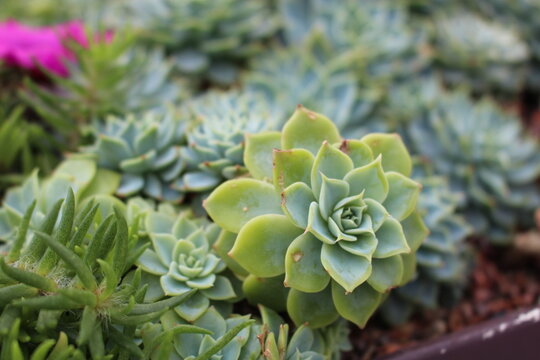 Close-up The Echeveria elegans or Mexican Snowballs in tree pot