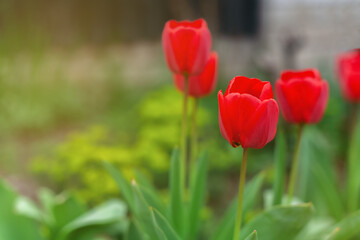 Scarlet tulips in the morning rays of the sun. Tulps close-up.