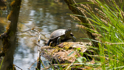 A water turtle basks on an old log