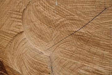 Wooden background. Cross section of oak with sawing traces. Copy space. 